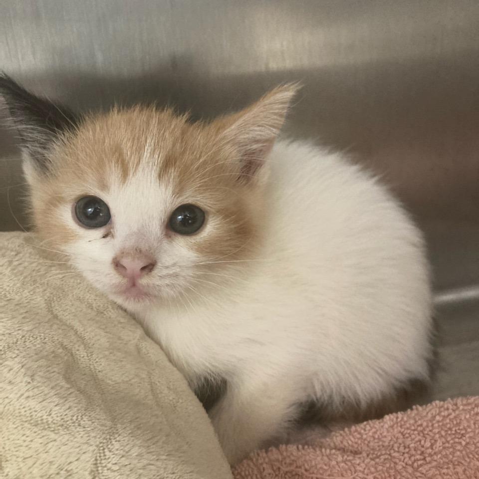 Twinkie, a Adoptable Domestic Short Hair in Attica, NY image 2/5