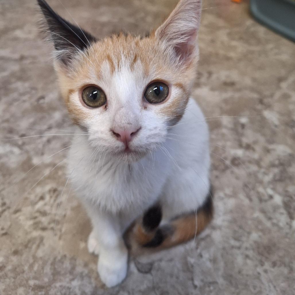Twinkie, a Adoptable Domestic Short Hair in Attica, NY image 3/5