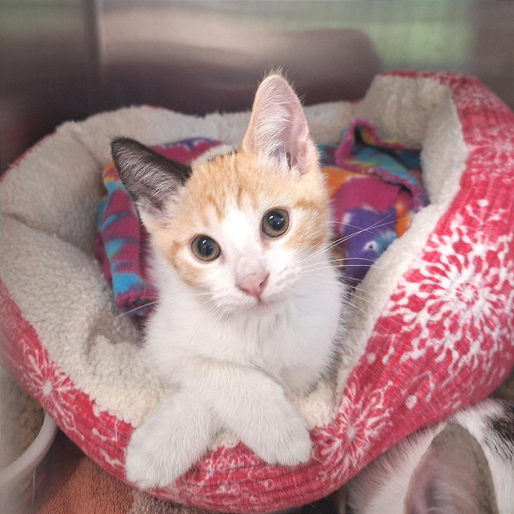 Twinkie, a Adoptable Domestic Short Hair in Attica, NY image 4/5