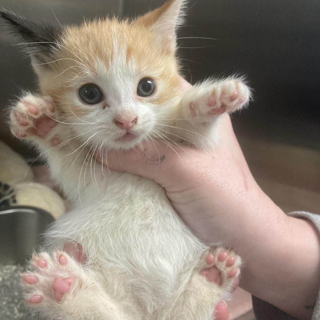 Twinkie, a Adoptable Domestic Short Hair in Attica, NY image 5/5