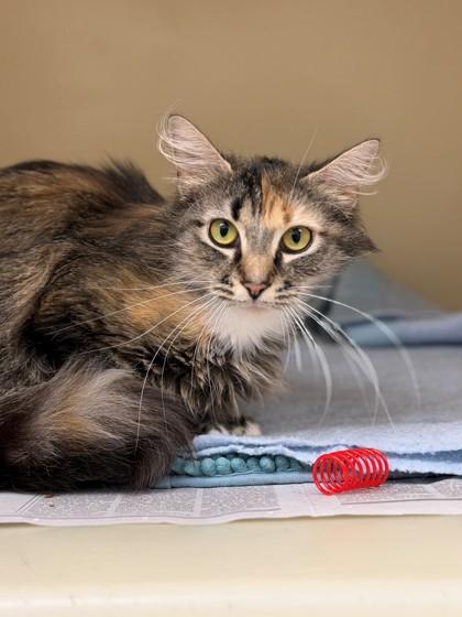 Honeycomb, a Adoptable mixed breed in King William, VA image 1/2