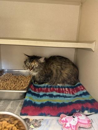 Honeycomb, a Adoptable mixed breed in King William, VA image 2/2