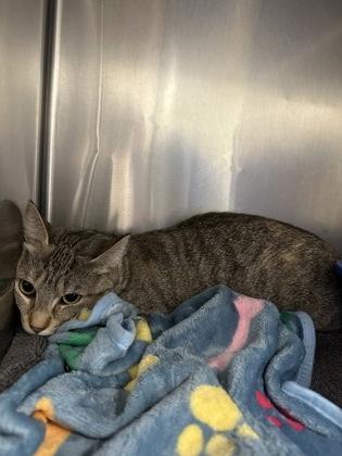 Lula — thumbnail 2