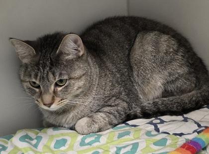 Lula — thumbnail 3