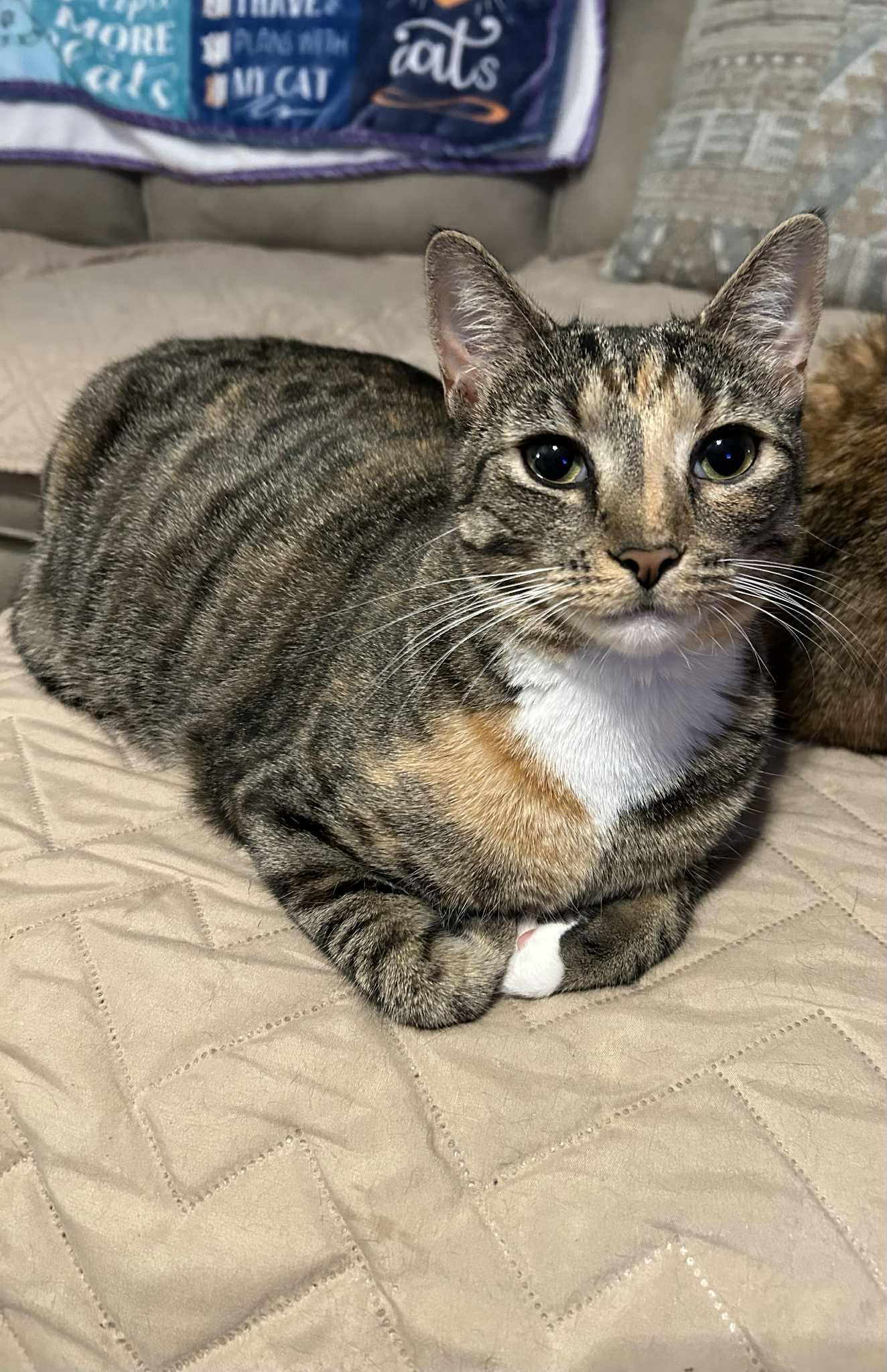 Enlarge Rosie, a Adopted Domestic Short Hair in Gonic, NH image 2/3