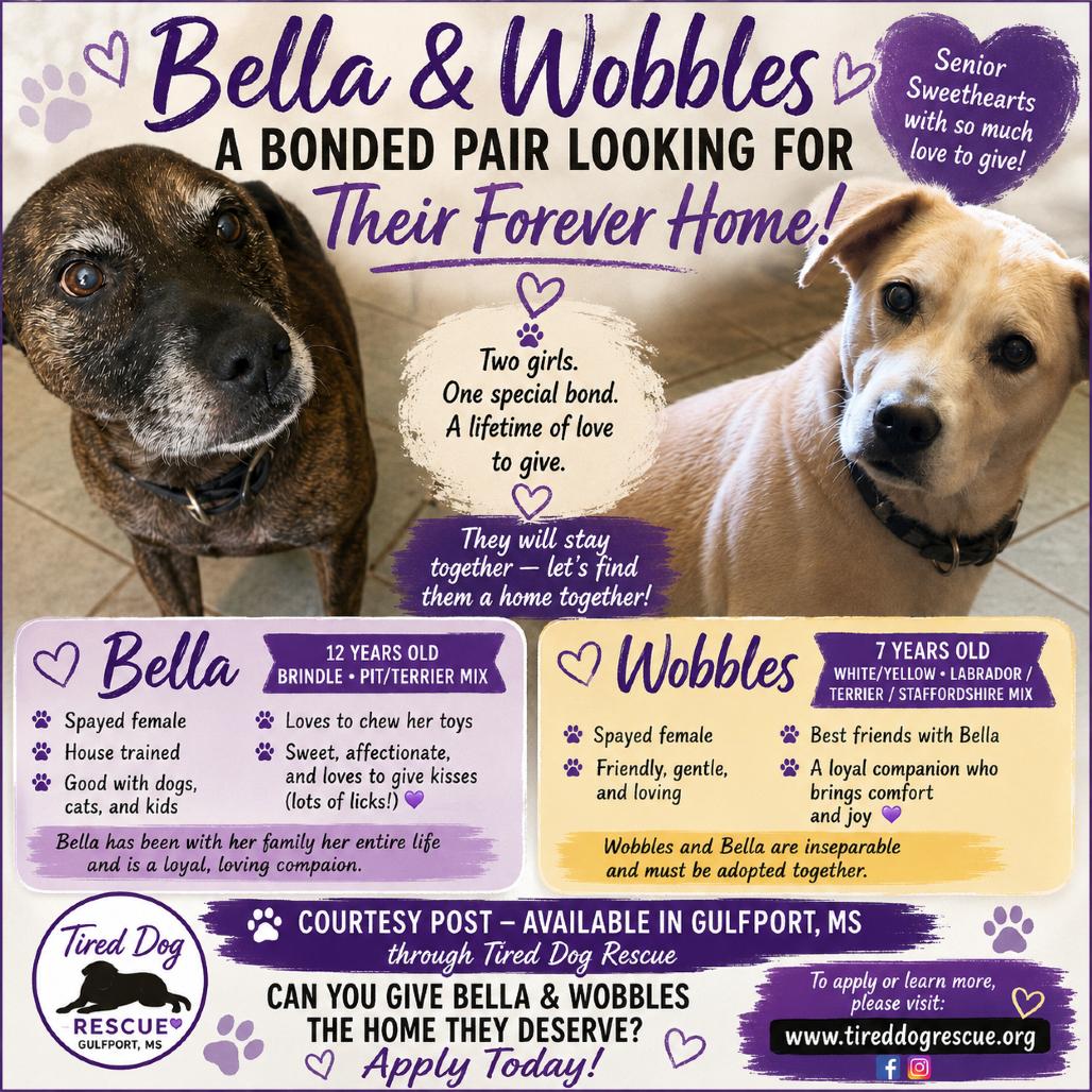 Wobbles - Courtesy Post, Adoptable, Senior Female Labrador Retriever & American Staffordshire Terrier.