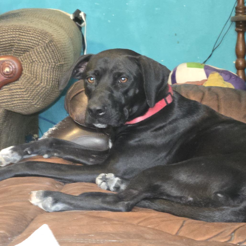 Enlarge Willow and 6 puppies, a Adoptable mixed breed in Beaumont, TX image 1/5