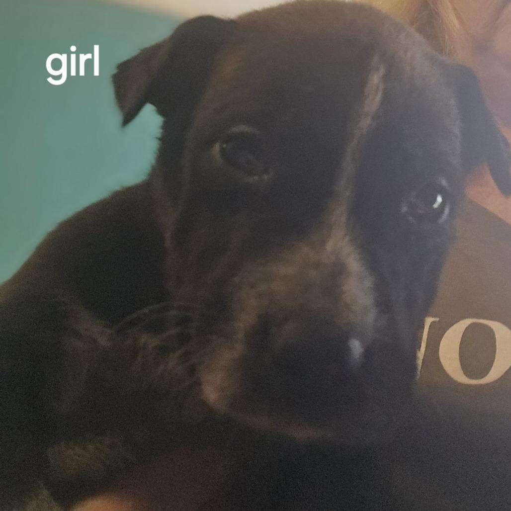 Enlarge Willow and 6 puppies, a Adoptable mixed breed in Beaumont, TX image 2/5
