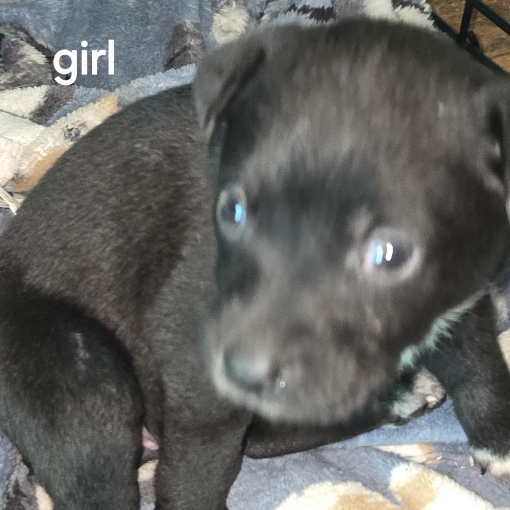 Enlarge Willow and 6 puppies, a Adoptable mixed breed in Beaumont, TX image 3/5