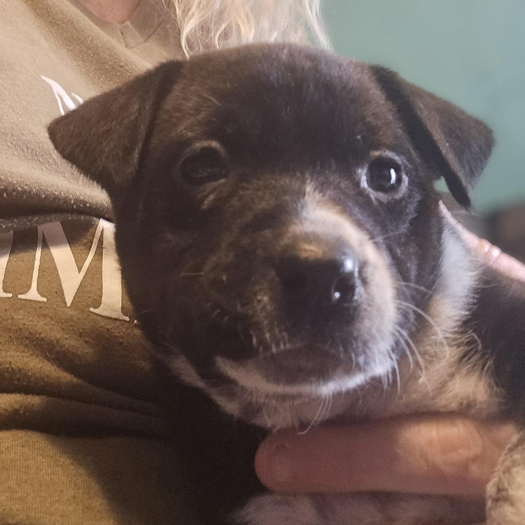 Enlarge Willow and 6 puppies, a Adoptable mixed breed in Beaumont, TX image 4/5
