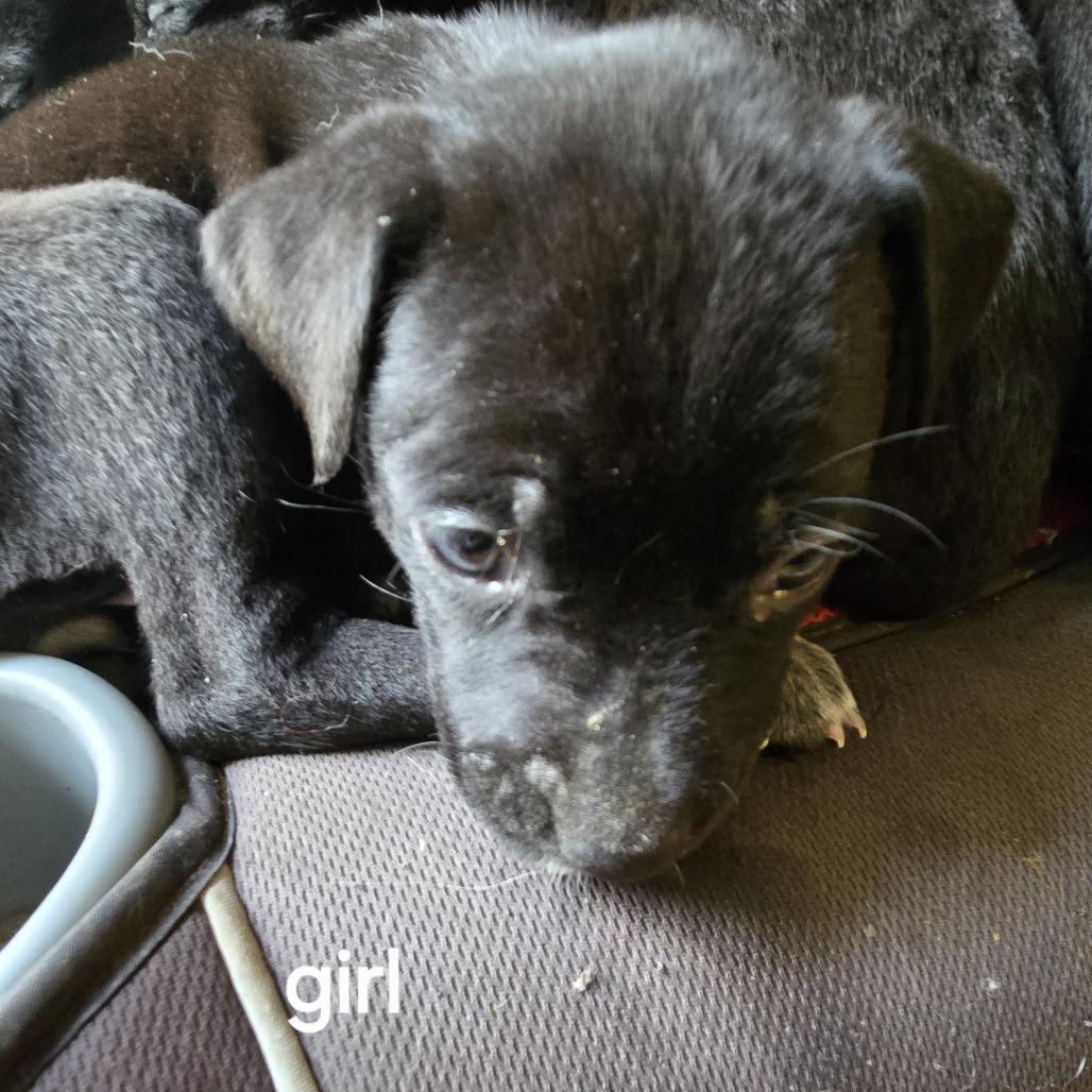 Enlarge Willow and 6 puppies, a Adoptable mixed breed in Beaumont, TX image 5/5