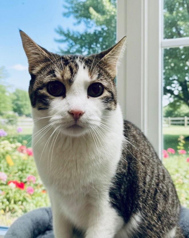 Jimi, Adoptable, Adult Male American Shorthair.