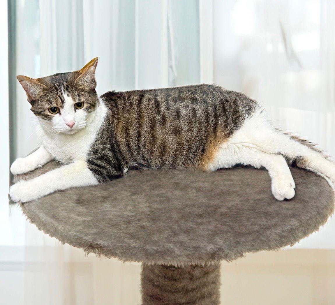 Jimi, a Adoptable American Shorthair in Chandler, AZ image 3/3