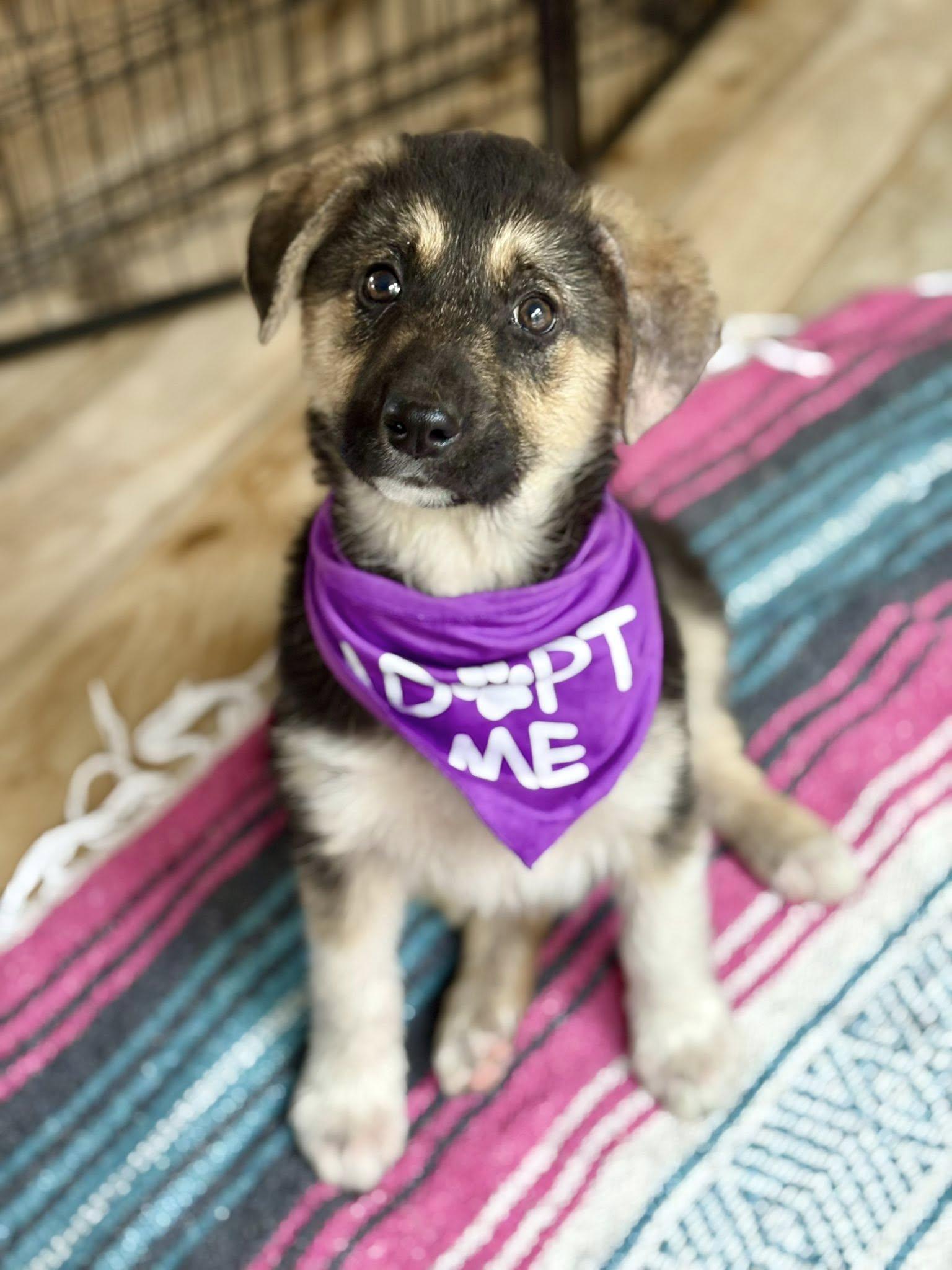 Enlarge Raya, a Adopted mixed breed in Paso Robles, CA image 1/3