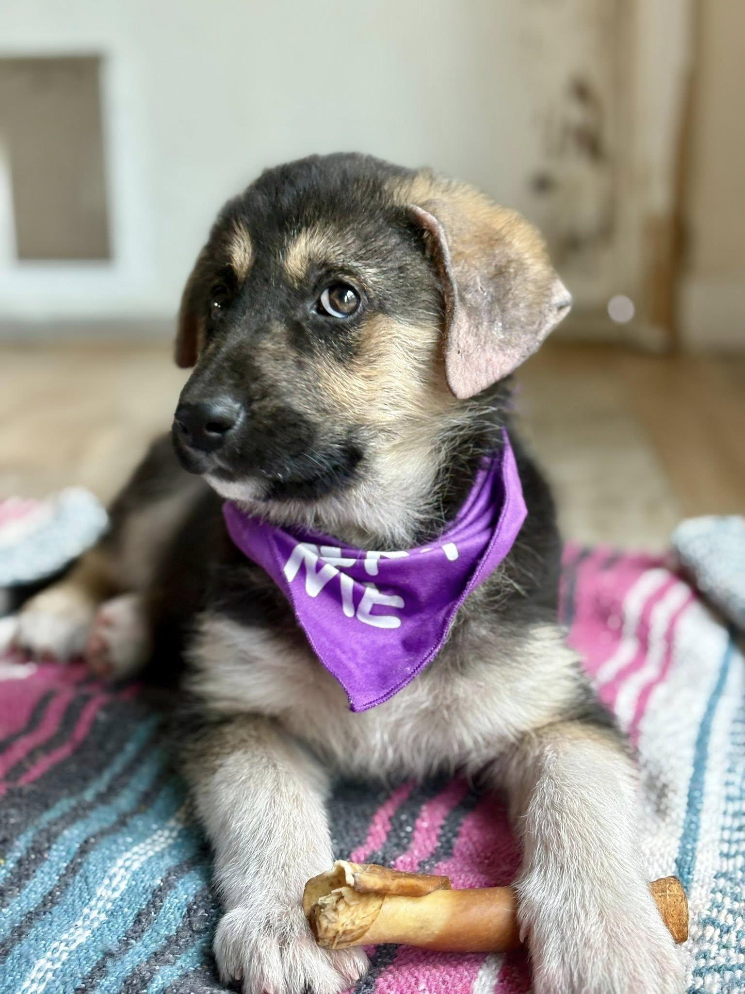 Enlarge Raya, a Adopted mixed breed in Paso Robles, CA image 2/3