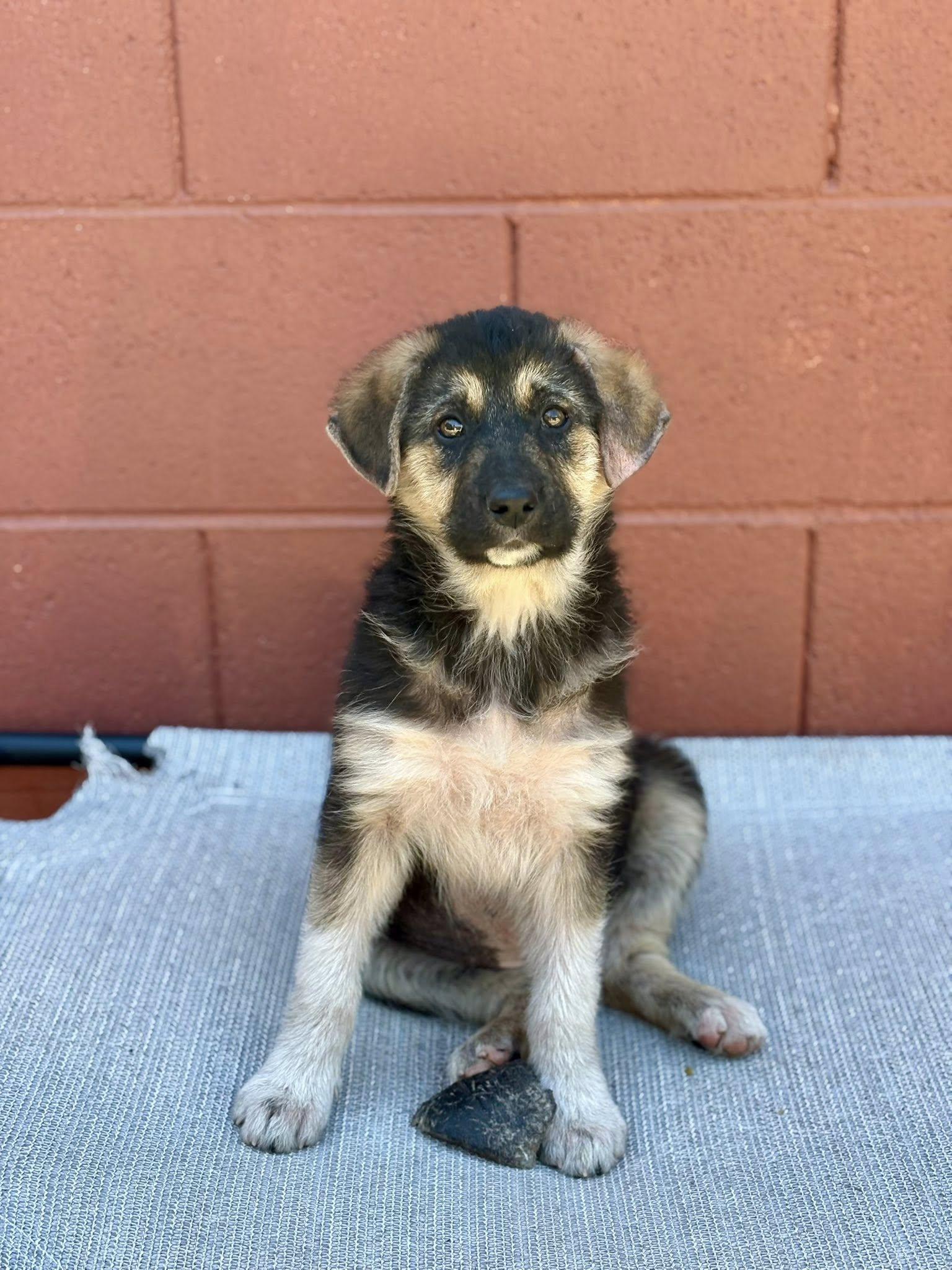 Enlarge Raya, a Adopted mixed breed in Paso Robles, CA image 3/3