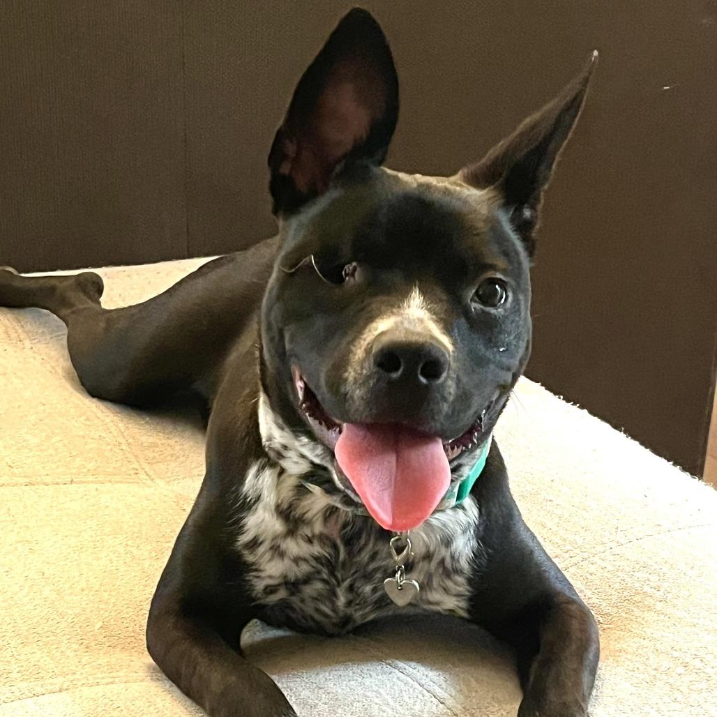 McNugget, Adoptable, Young Female American Staffordshire Terrier & Mixed Breed.