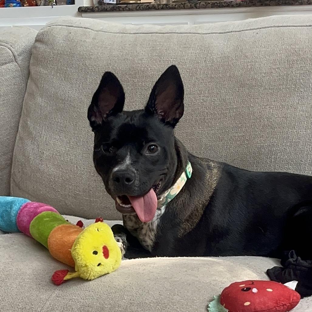 Enlarge McNugget, a Adoptable mixed breed in San Antonio, TX image 2/5