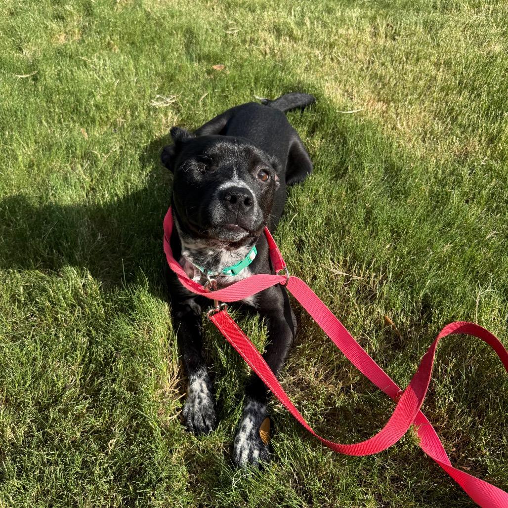 Enlarge McNugget, a Adoptable mixed breed in San Antonio, TX image 3/5