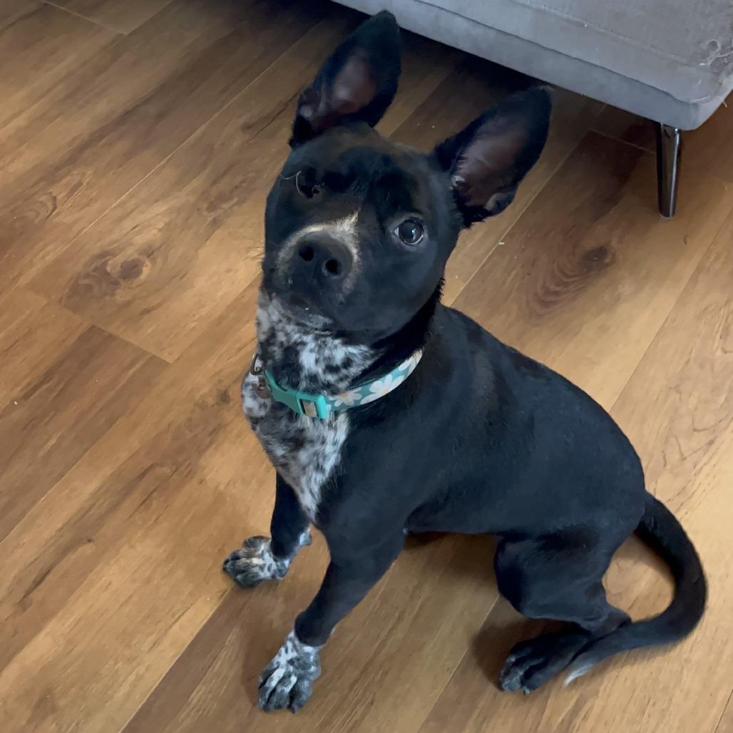 Enlarge McNugget, a Adoptable mixed breed in San Antonio, TX image 4/5