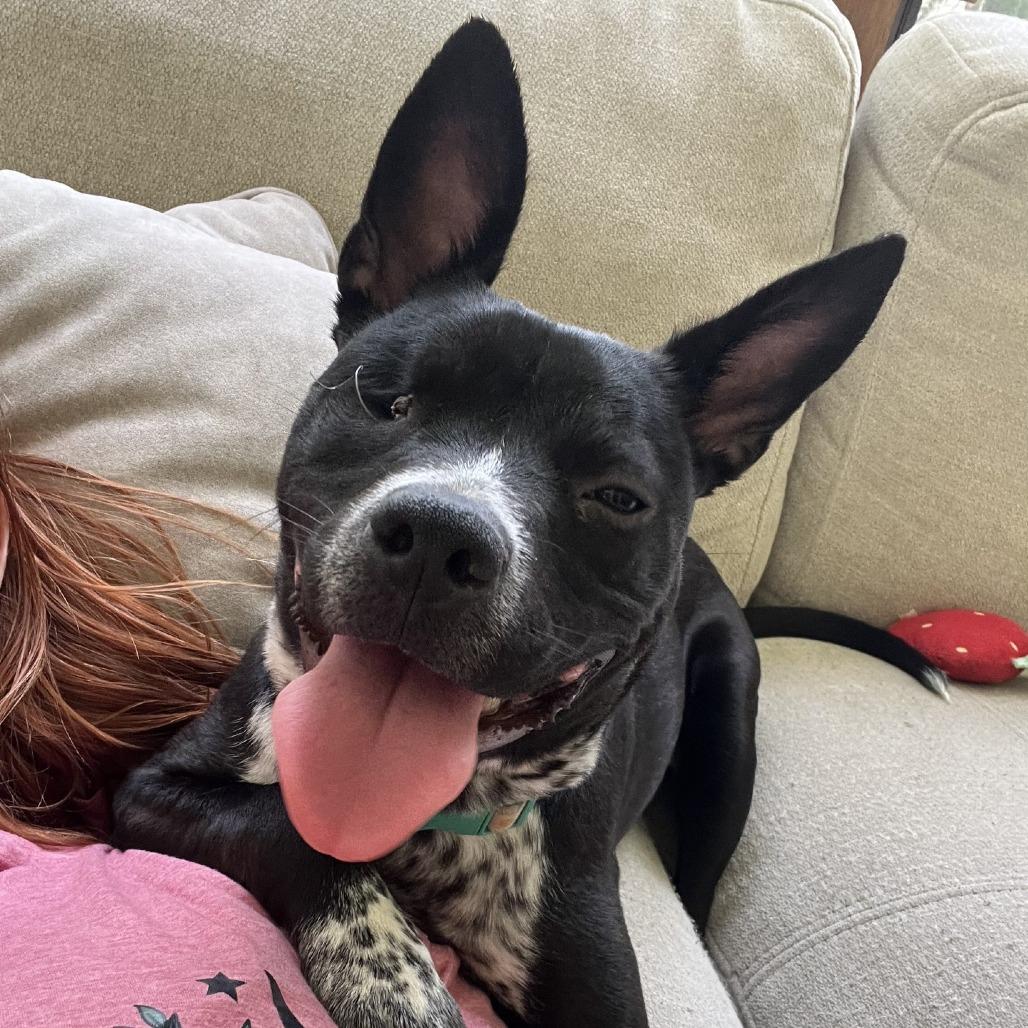 Enlarge McNugget, a Adoptable mixed breed in San Antonio, TX image 5/5