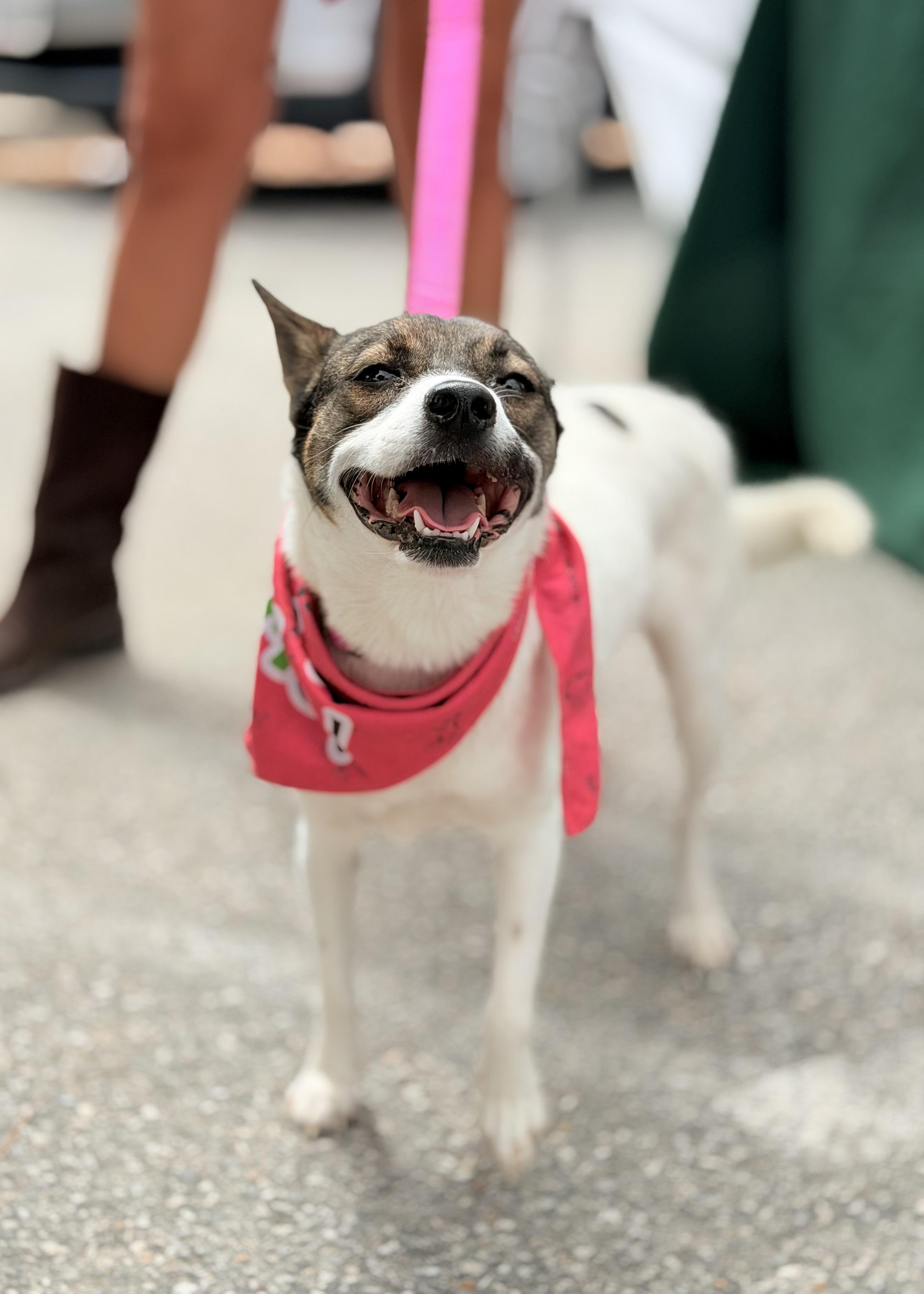 Enlarge Princess, a Adoptable Mixed Breed in Thousand Oaks, CA image 6/6