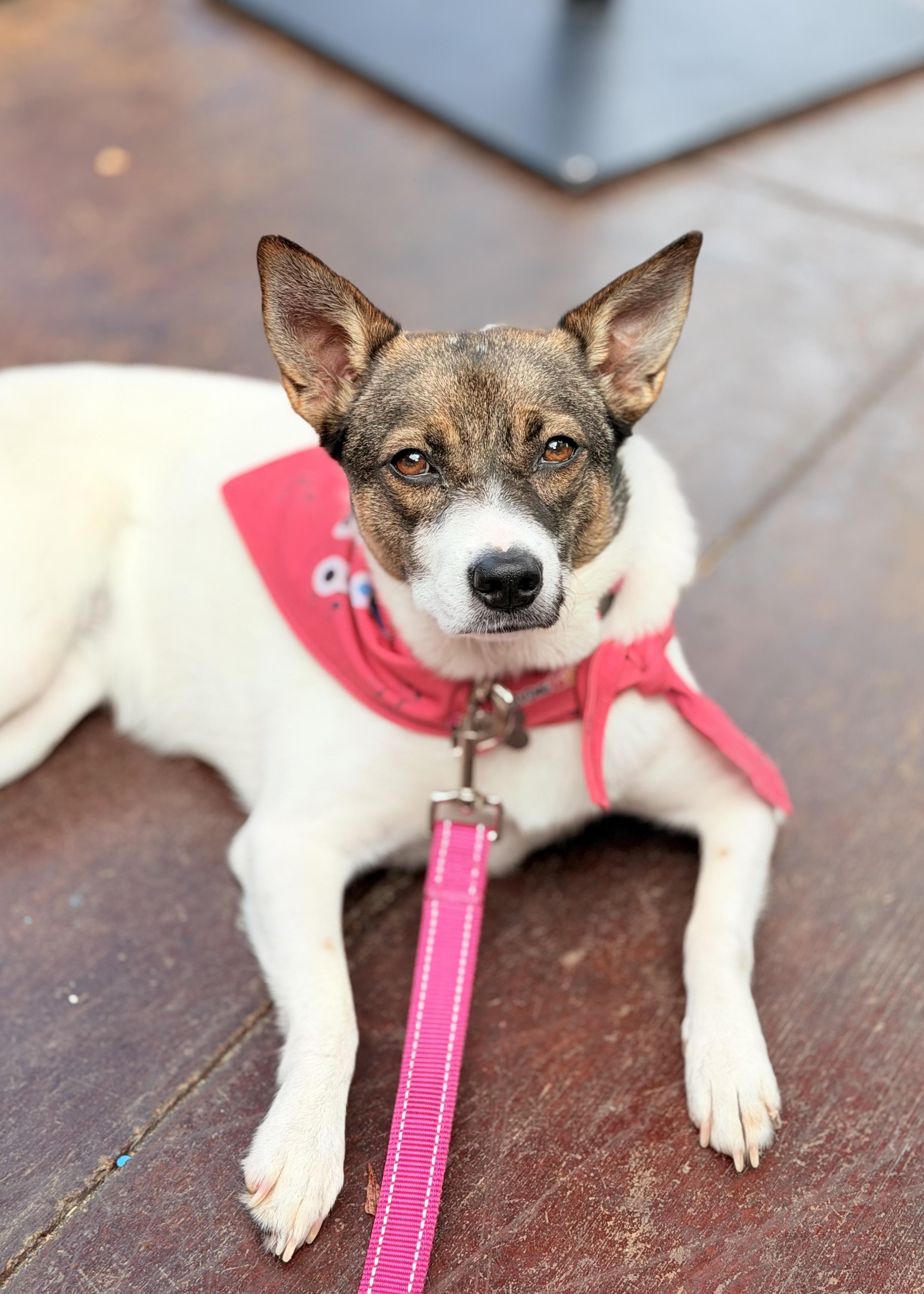Enlarge Princess, a Adoptable Mixed Breed in Thousand Oaks, CA image 2/6