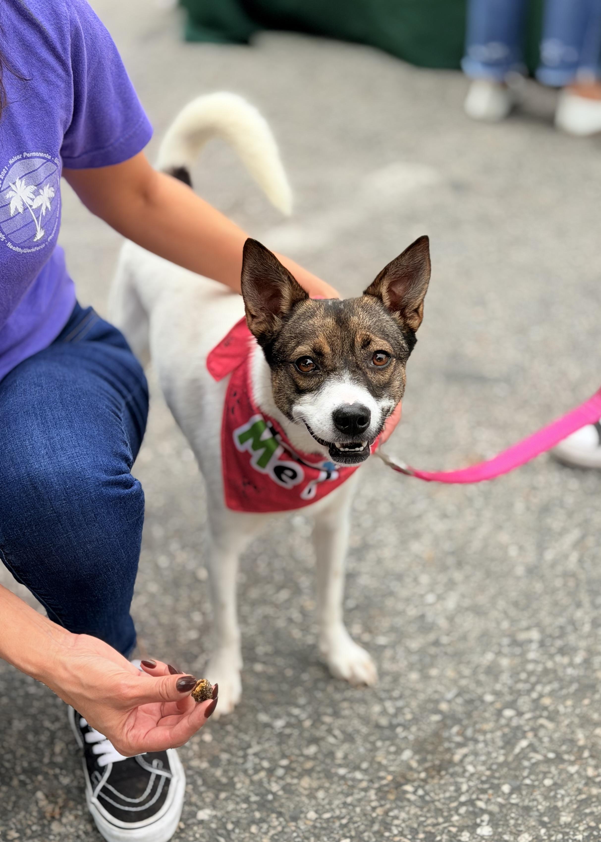 Enlarge Princess, a Adoptable Mixed Breed in Thousand Oaks, CA image 4/6