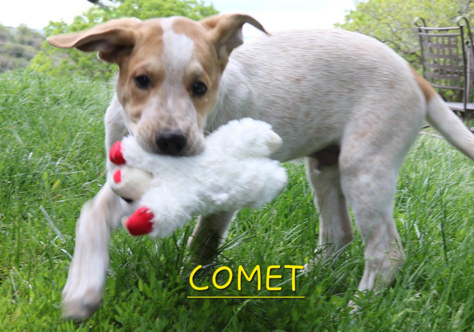 Comet, Adoptable, Puppy Male Australian Cattle Dog / Blue Heeler.