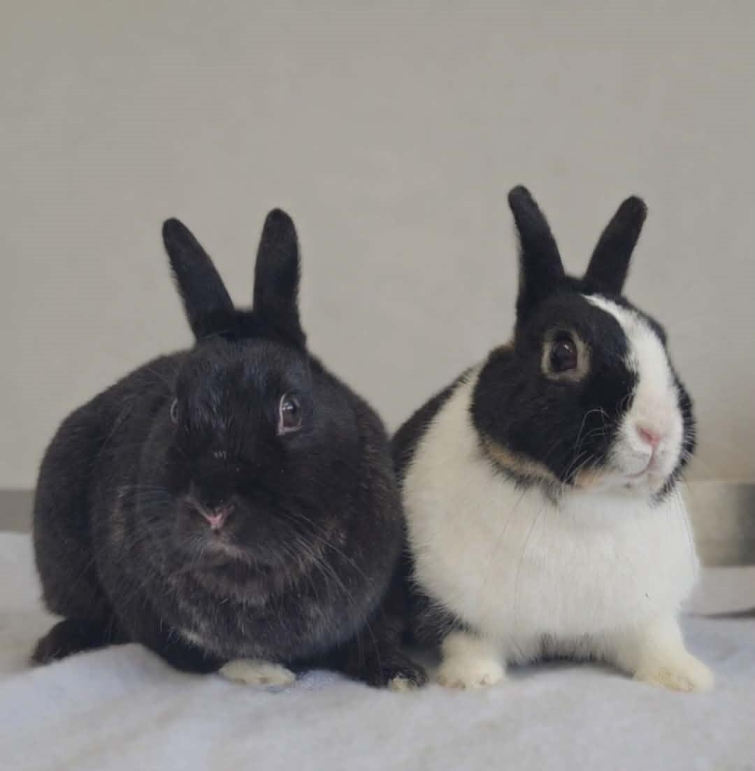 Hank & Kenny, ADOPTABLE, Adult Male Bunny Rabbit.