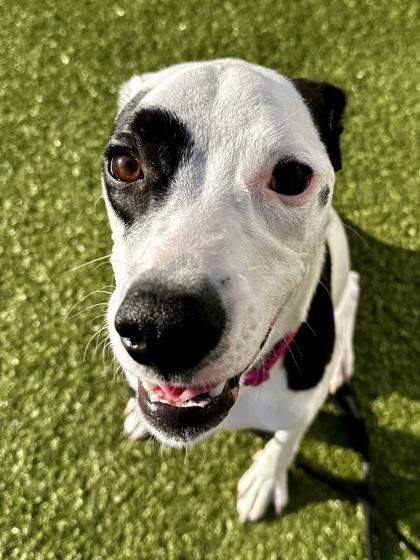 Milo, a Adoptable mixed breed in Wichita, KS image 1/3