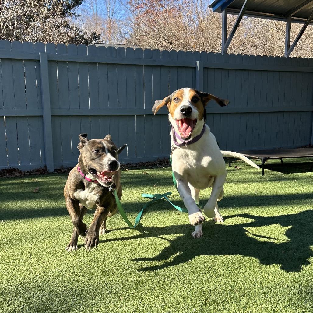 Bella, Adoptable, Adult Female Pit Bull Terrier.