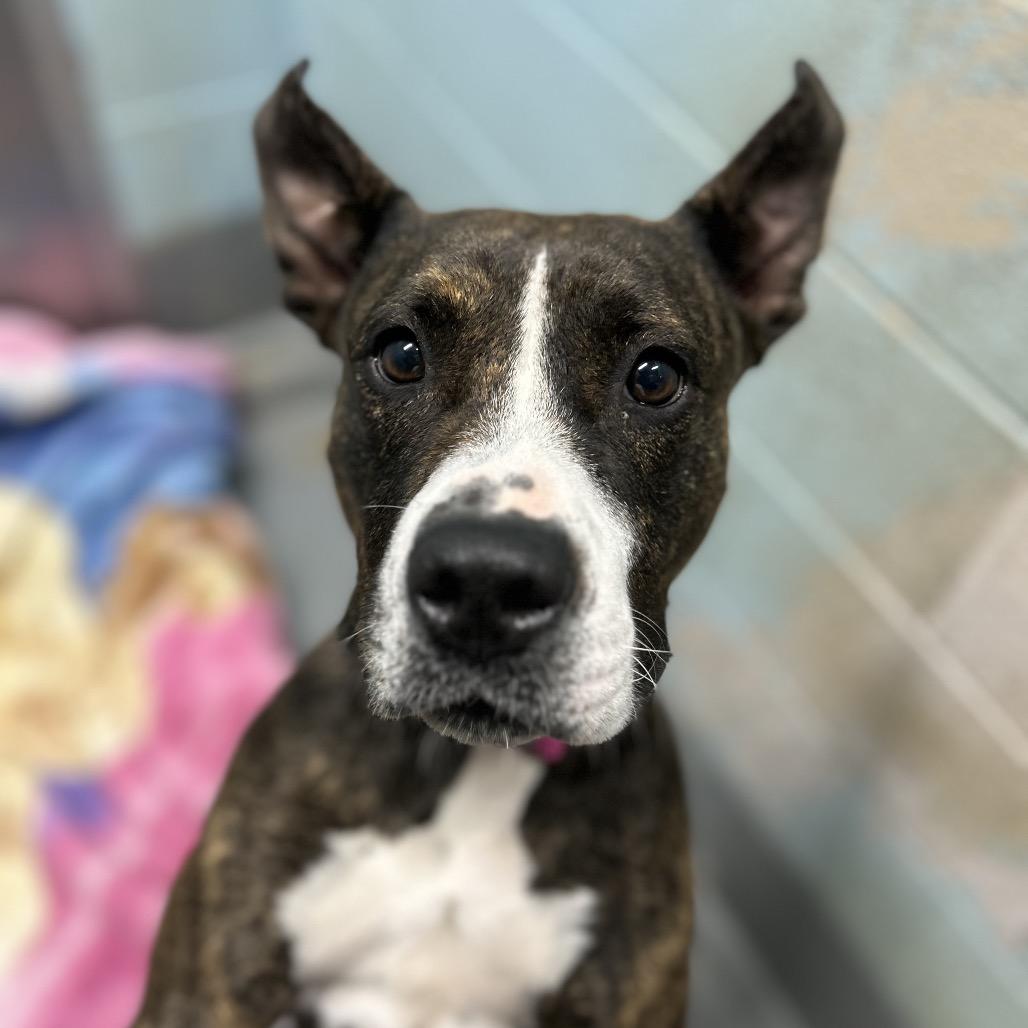 Enlarge Bella, a Adoptable Pit Bull Terrier in Troy, VA image 2/6