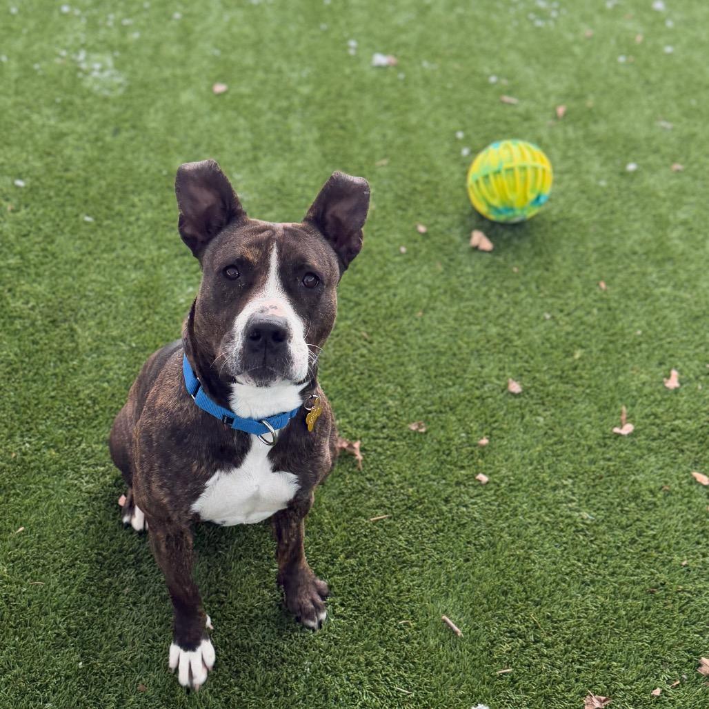Enlarge Bella, a Adoptable Pit Bull Terrier in Troy, VA image 3/6