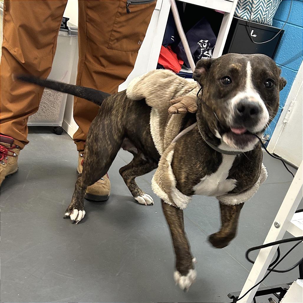 Enlarge Bella, a Adoptable Pit Bull Terrier in Troy, VA image 4/6