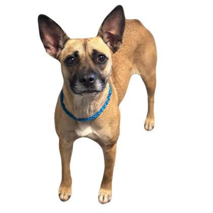 Slinky, adopted, Young Female Terrier.