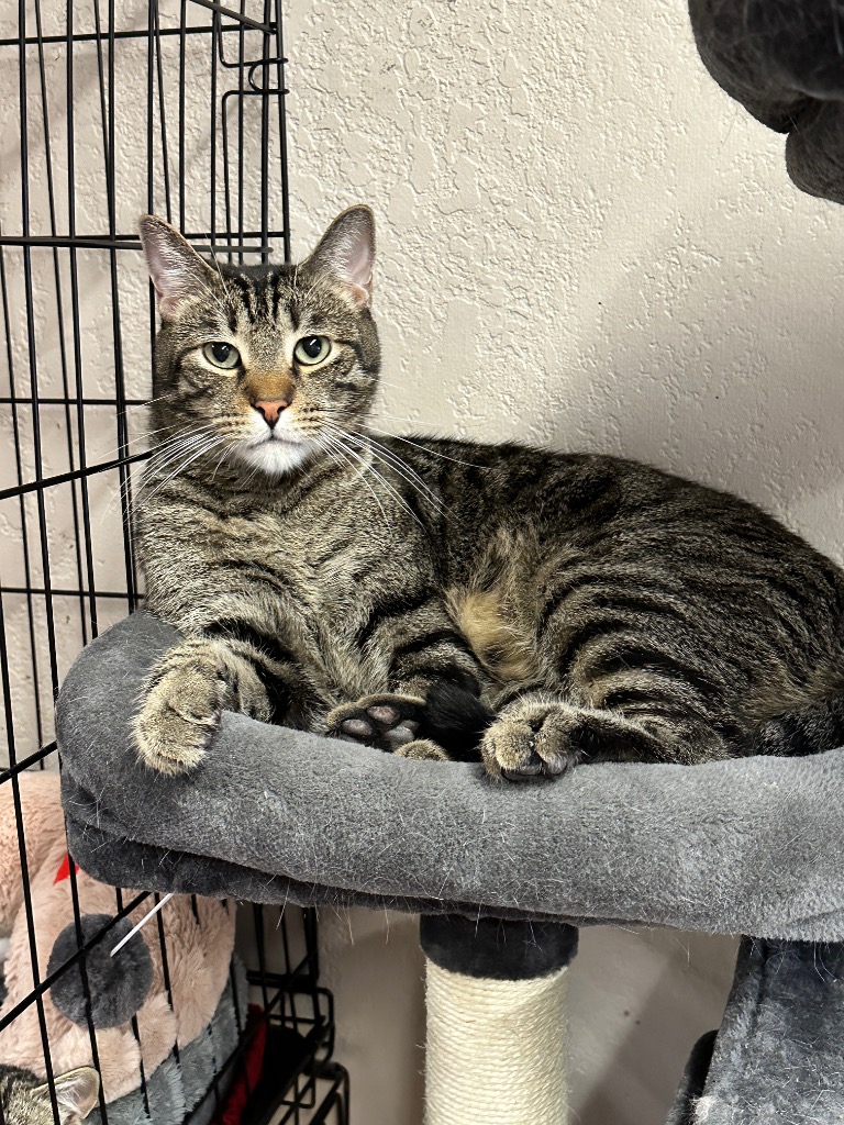 Justin, a Adoptable Domestic Short Hair in Mira Loma, CA image 4/4