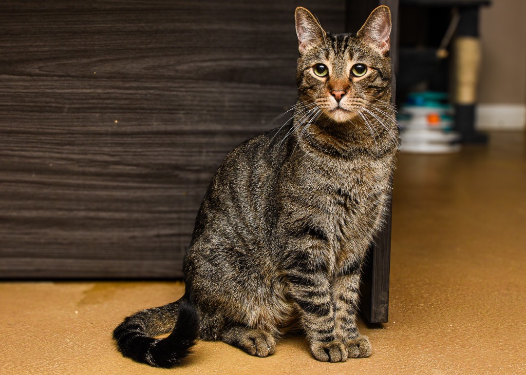 Justin, a Adoptable Domestic Short Hair in Mira Loma, CA image 1/4