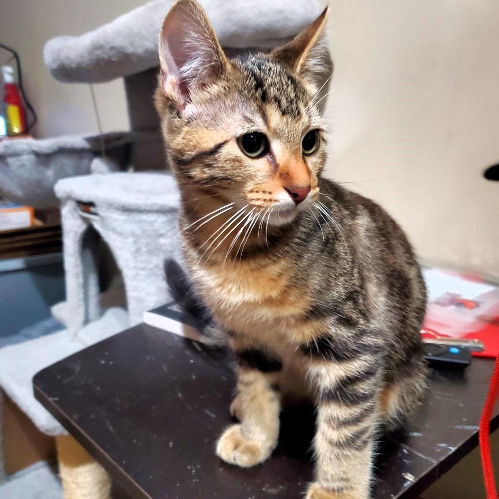 Zack, a Adoptable Domestic Short Hair in Lake Jackson, TX image 1/6