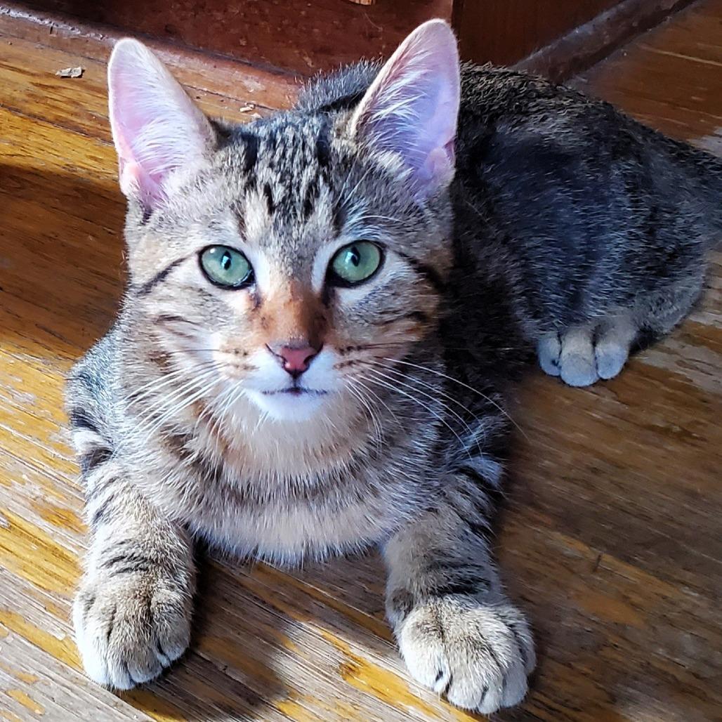 Zack, a Adoptable Domestic Short Hair in Lake Jackson, TX image 2/6