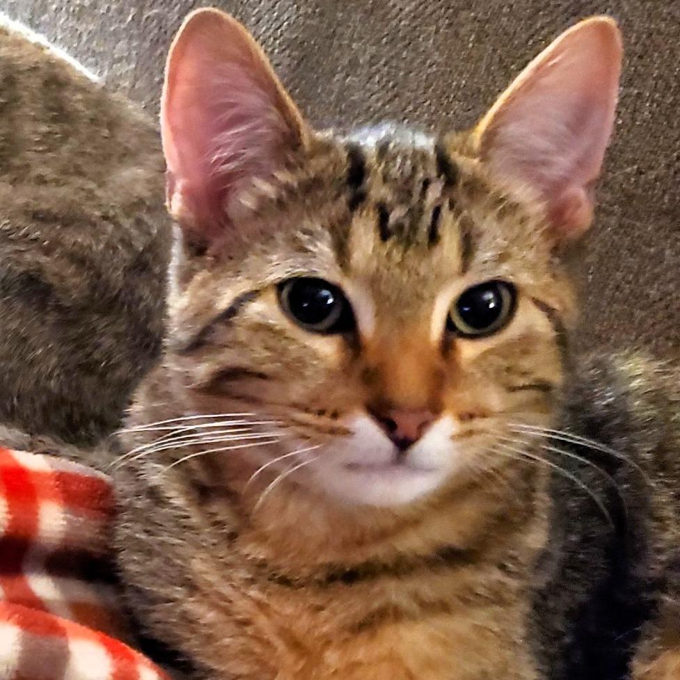 Zack, a Adoptable Domestic Short Hair in Lake Jackson, TX image 3/6