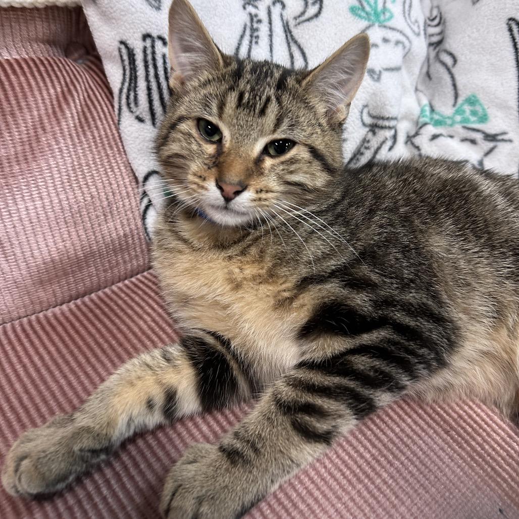 Zack, a Adoptable Domestic Short Hair in Lake Jackson, TX image 4/6