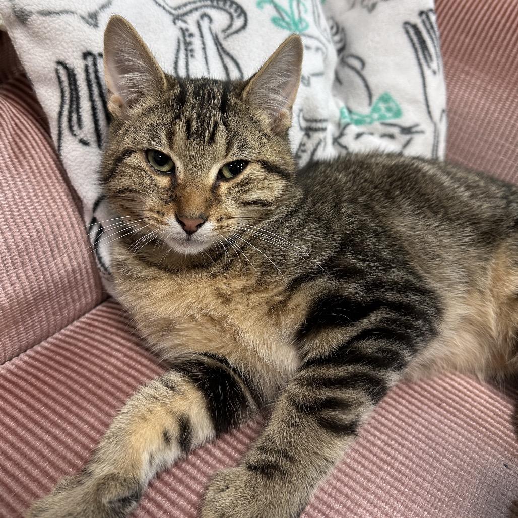 Zack, a Adoptable Domestic Short Hair in Lake Jackson, TX image 5/6