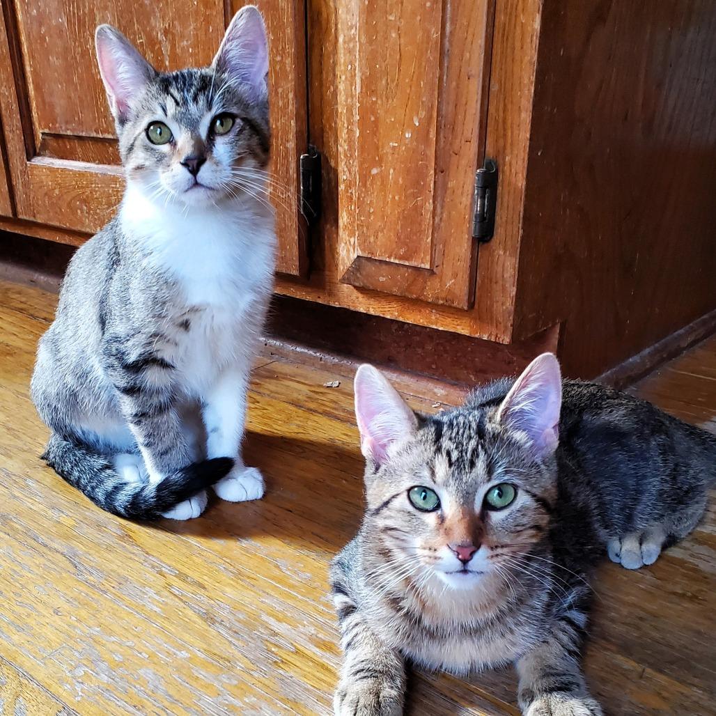 Zack, a Adoptable Domestic Short Hair in Lake Jackson, TX image 6/6