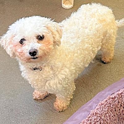 Enlarge Abby, a Adoptable Bichon Frise in Russellton, PA image 5/5