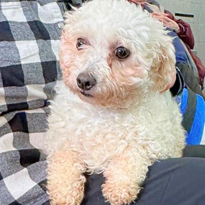 Enlarge Abby, a Adoptable Bichon Frise in Russellton, PA image 1/5