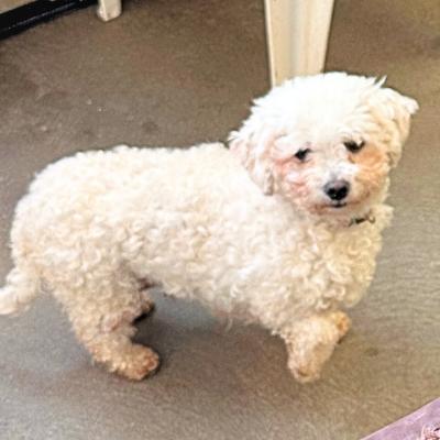 Enlarge Abby, a Adoptable Bichon Frise in Russellton, PA image 2/5