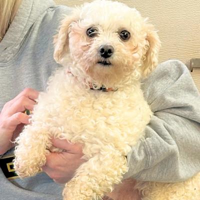 Enlarge Abby, a Adoptable Bichon Frise in Russellton, PA image 3/5