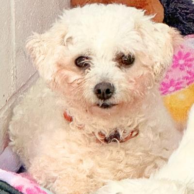 Enlarge Abby, a Adoptable Bichon Frise in Russellton, PA image 4/5