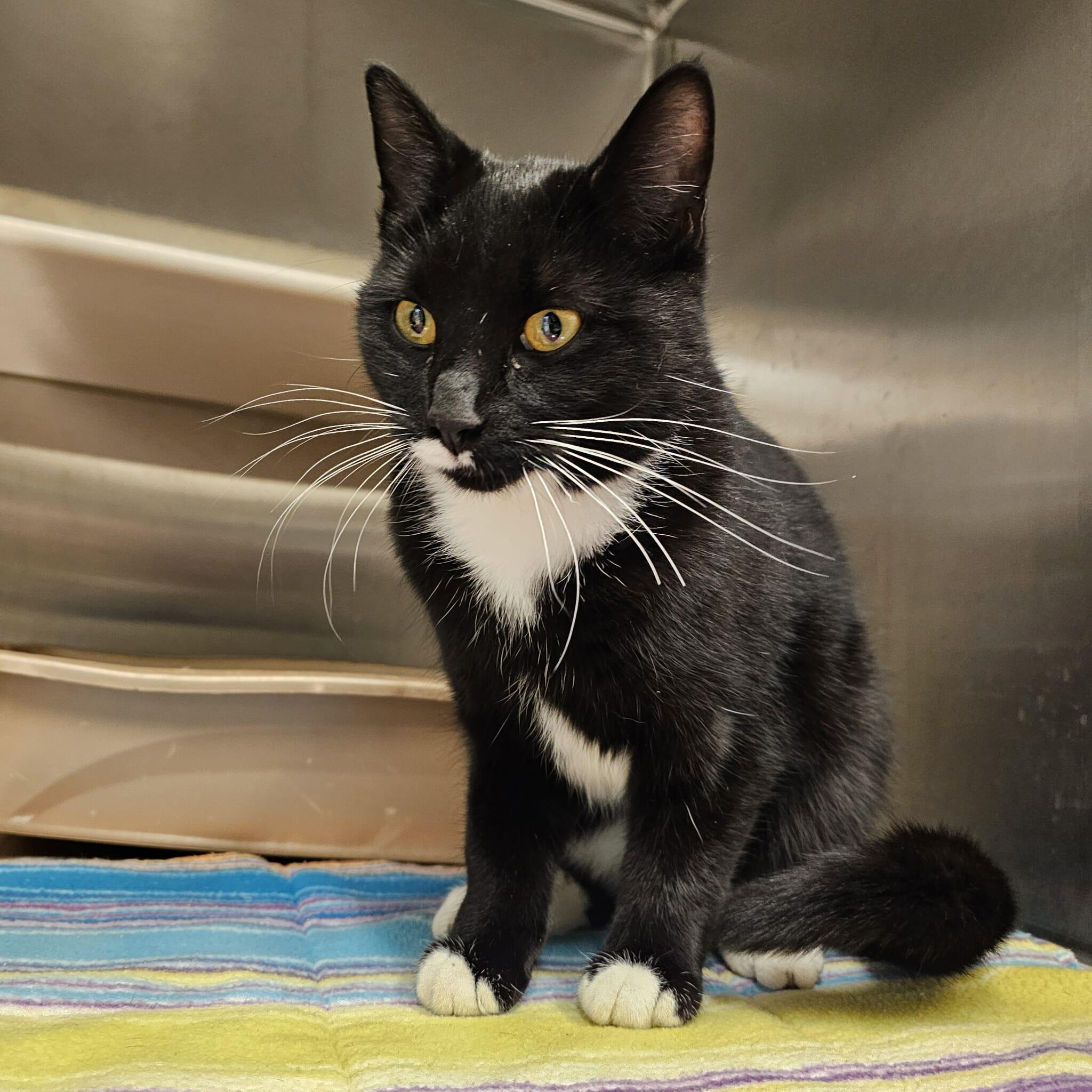 Ivy, Adoptable, Adult Female Domestic Short Hair.